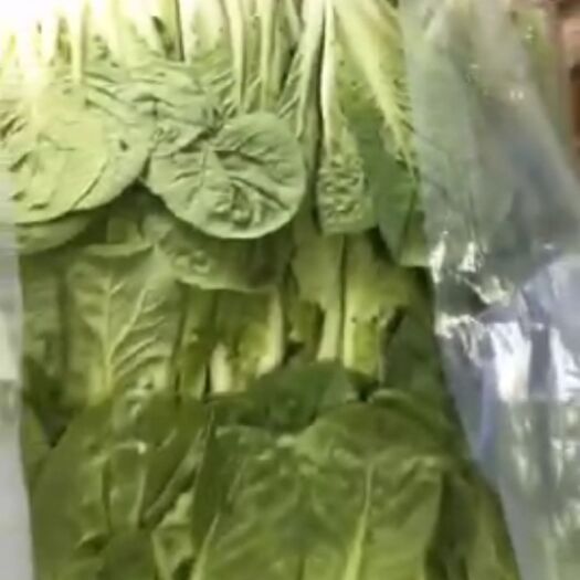 闻喜县 一年四季叶菜，香菜，菠菜，生菜，上海青，快菜等