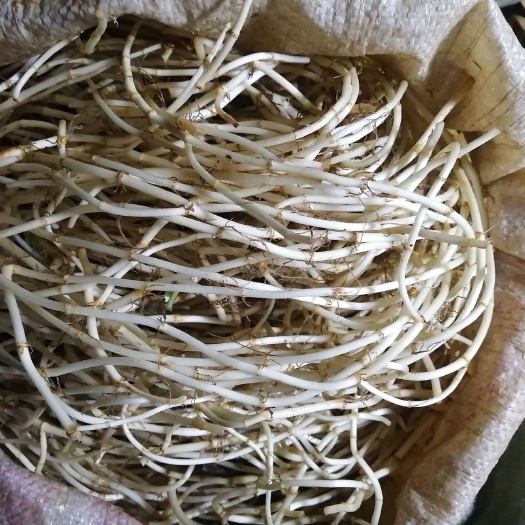 安顺鱼腥草 保质保量