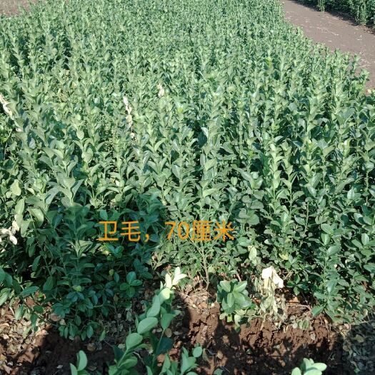 定州市胶东卫矛 卫毛绿化苗木无纺布包装杯苗都有