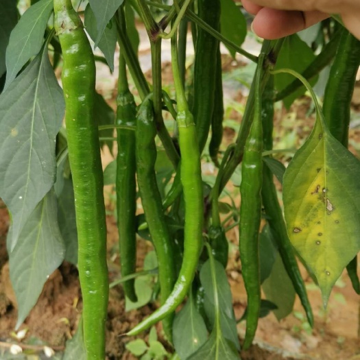 荔波县长角辣椒 青椒～长角椒质量好价格美丽
