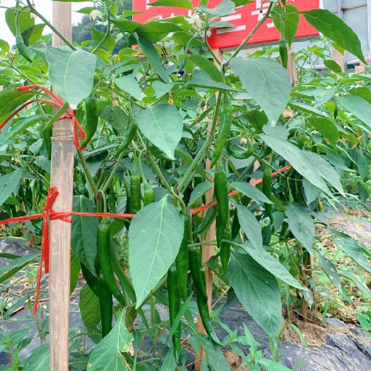  正宗辣椒 皮厚籽少 微辣爽口 香味浓厚 天然