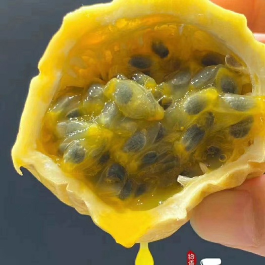 湛江 黄金橄榄百香果