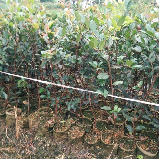 凤山县 高产嫁接两年生大杯岑溪3号油茶苗