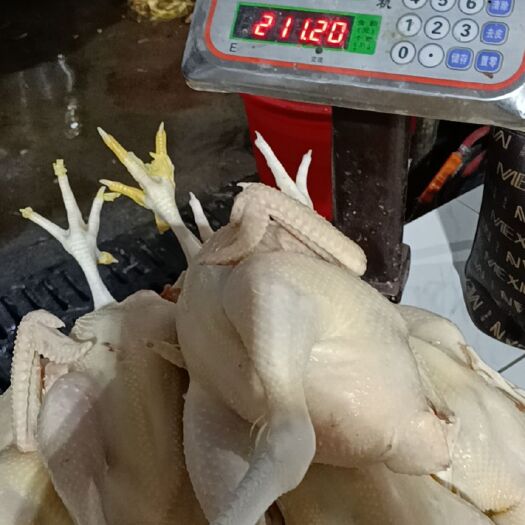 上栗县白条鸡 现杀每天晚上下单明天就会送来，附近食堂可以联系，价格可以谈
