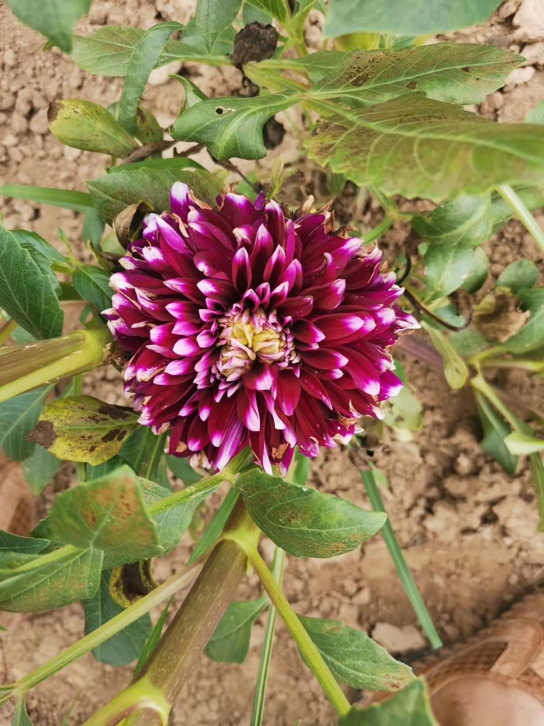 大丽花苗  大丽花  花色鲜艳 花型大  种球 大丽花鲜切花
