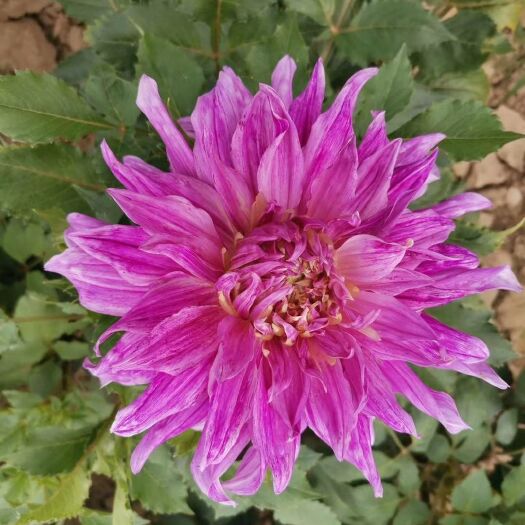 菏泽大丽花苗  大丽花  花色鲜艳 花型大  种球 大丽花鲜切花