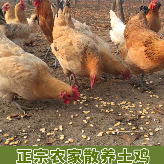  正宗农村散养土鸡