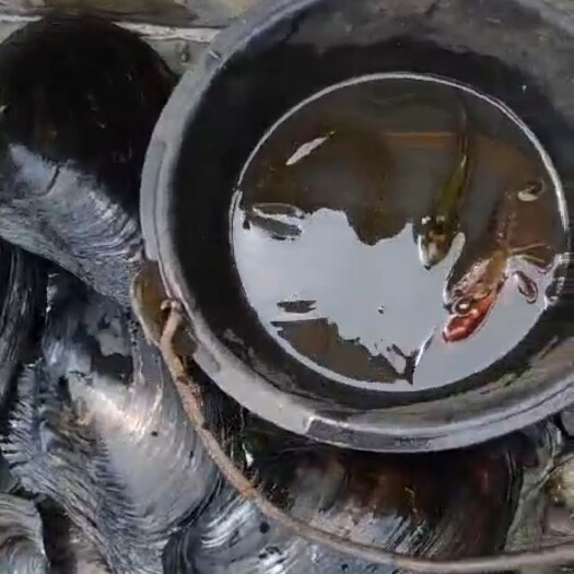 蚌  可提供湖面，有专业队的可以联系我