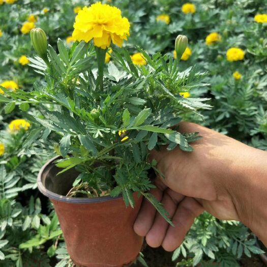青州市孔雀草