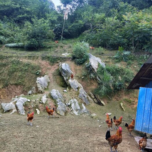 道真县 林下散养土鸡