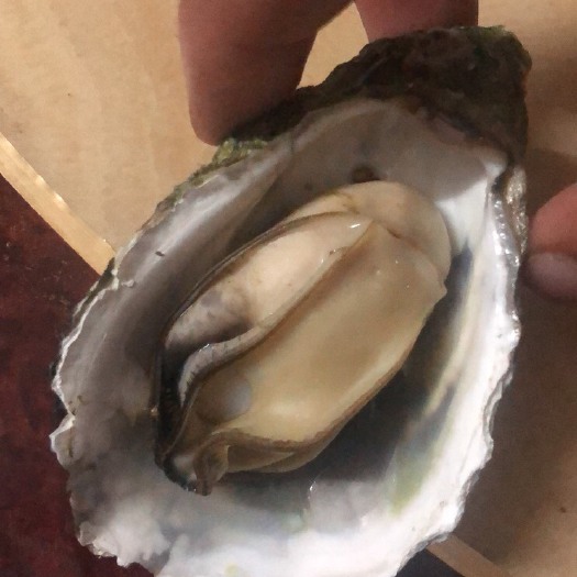 诏安县福建生蚝 大包装  小包装 都有  看规格 定价格
