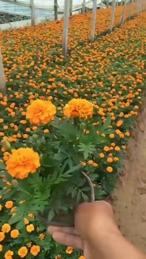 青州市 孔雀草，有黄色，橙色。基地直销，质量好，量大