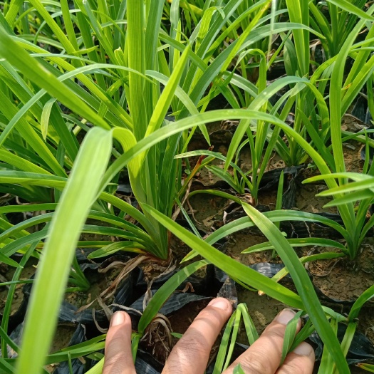  金娃娃萱草，基地直销，量大，质量好