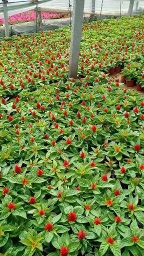 青州市 一枝笔，鸡冠花，基地直销，量大质量好