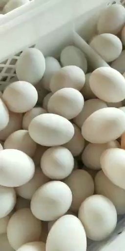 宁阳县白鸭蛋 质量杠杠。