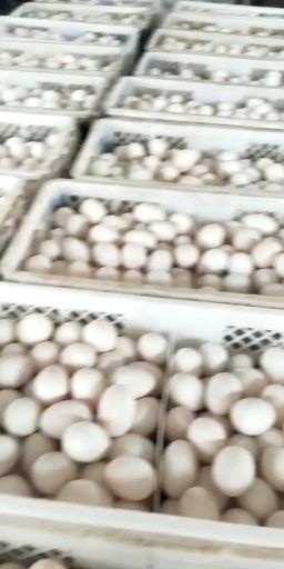 宁阳县白鸭蛋 货真价实桶装大鹅蛋。