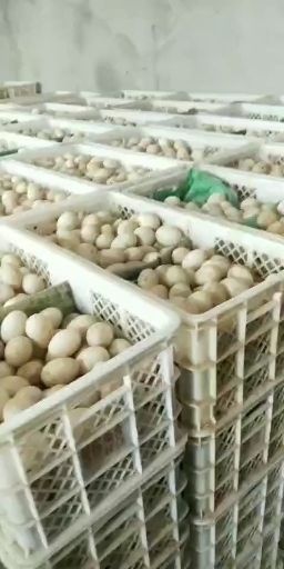安新县白鸭蛋 纹蛋