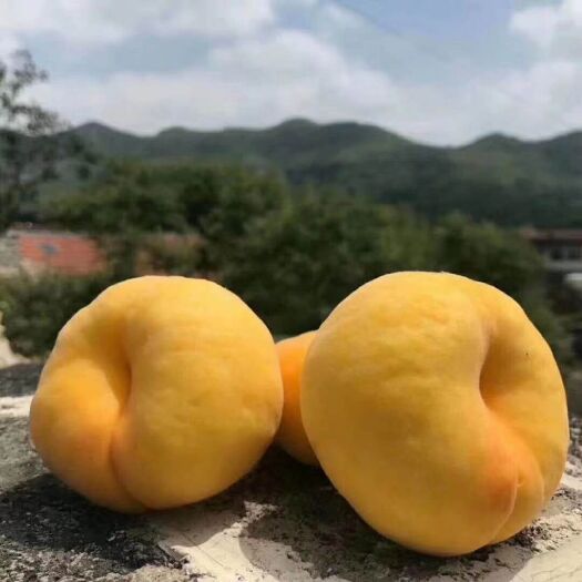 蒙阴县 【包邮】蒙阴黄金蟠桃现摘现发婴孕佳品