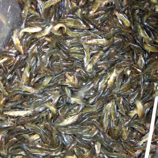 重庆市 优质鱼苗，成活率高，长势快
