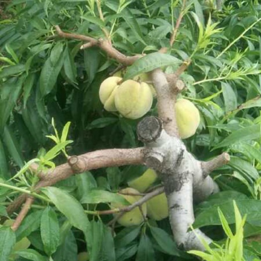 徐州 家里种大量黄桃，可大批量批发