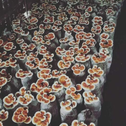 济南 灵芝基地直达直供全国
