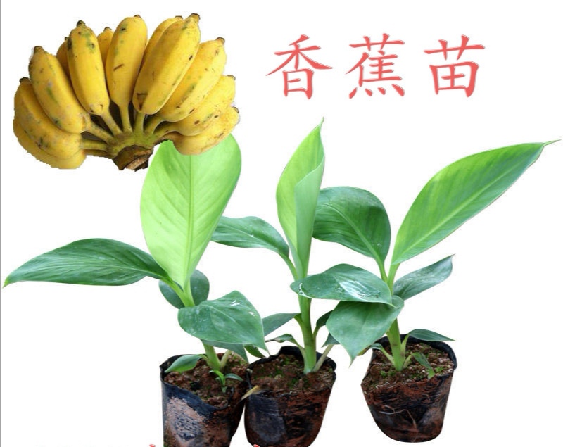 南宁巴西蕉苗  广西香蕉苗，巴西香蕉苗，B6香蕉苗，威林斯香蕉苗