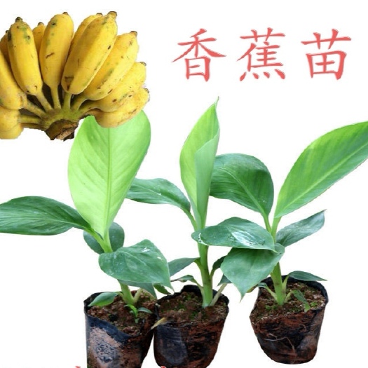 南宁巴西蕉苗  广西香蕉苗，巴西香蕉苗，B6香蕉苗，威林斯香蕉苗