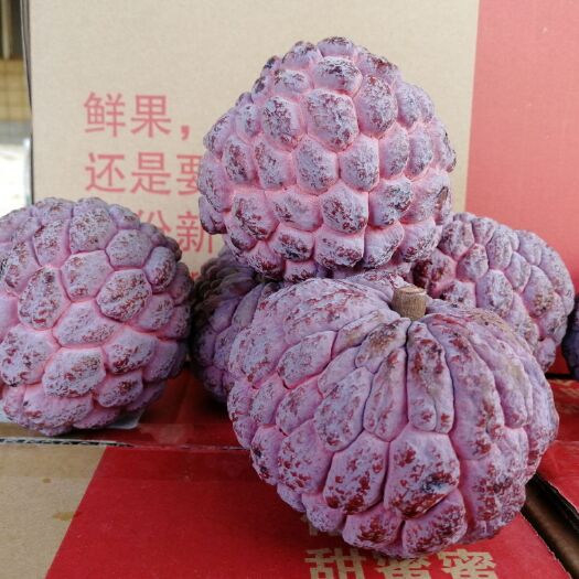 徐闻县 红释迦果 释迦现摘现发顺丰包售后