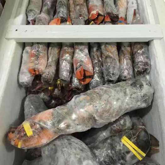 北海鲜活冷冻波士顿龙虾 速冻海鲜  酒席龙虾