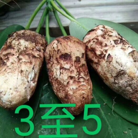 香格里拉香格里拉松茸 鲜货 5cm-7cm 未开伞 