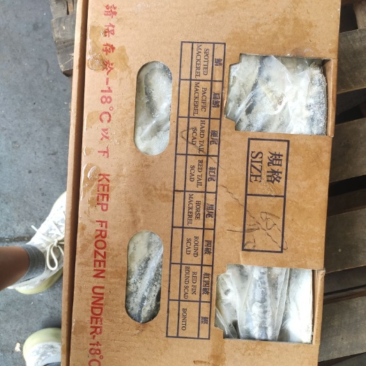 福州 青占鱼