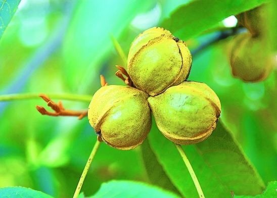 淳安县 一年一度的临安山核桃快要开打了需要的老板联系……