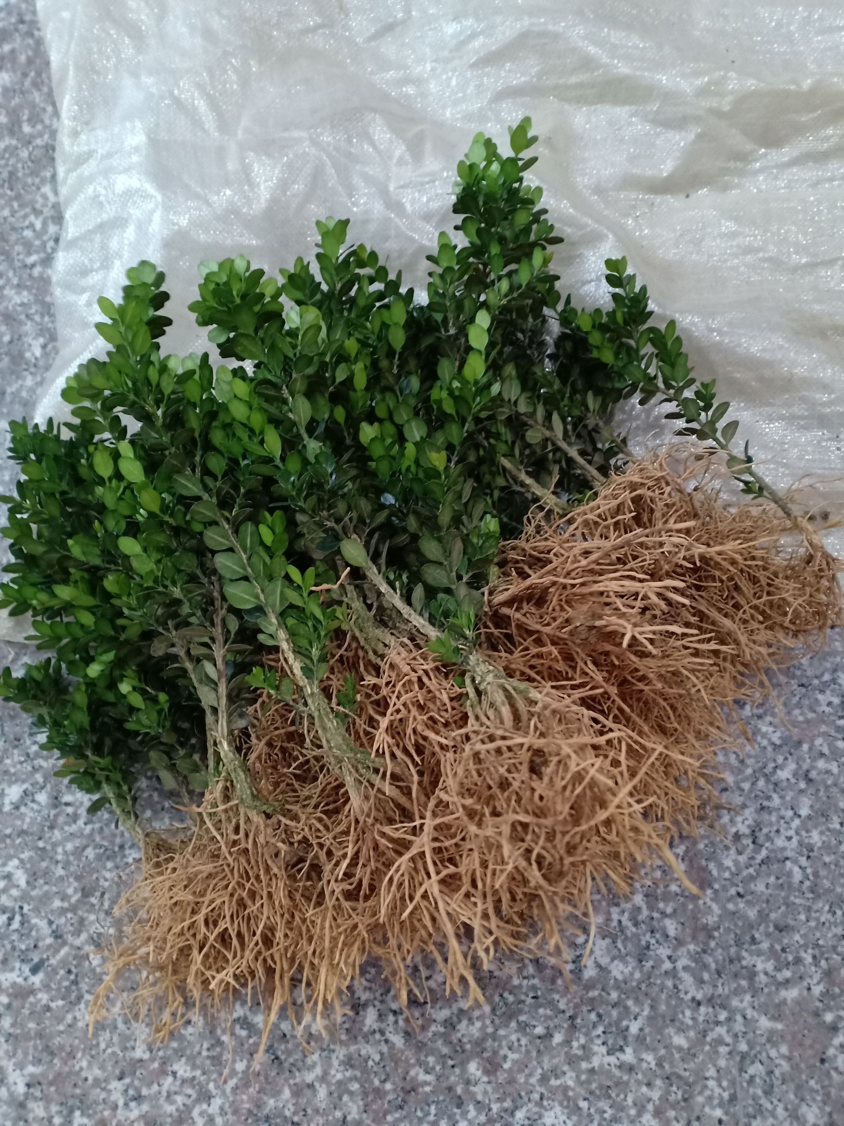  龙鳞黑珍珠黄杨2年苗，稀缺品种