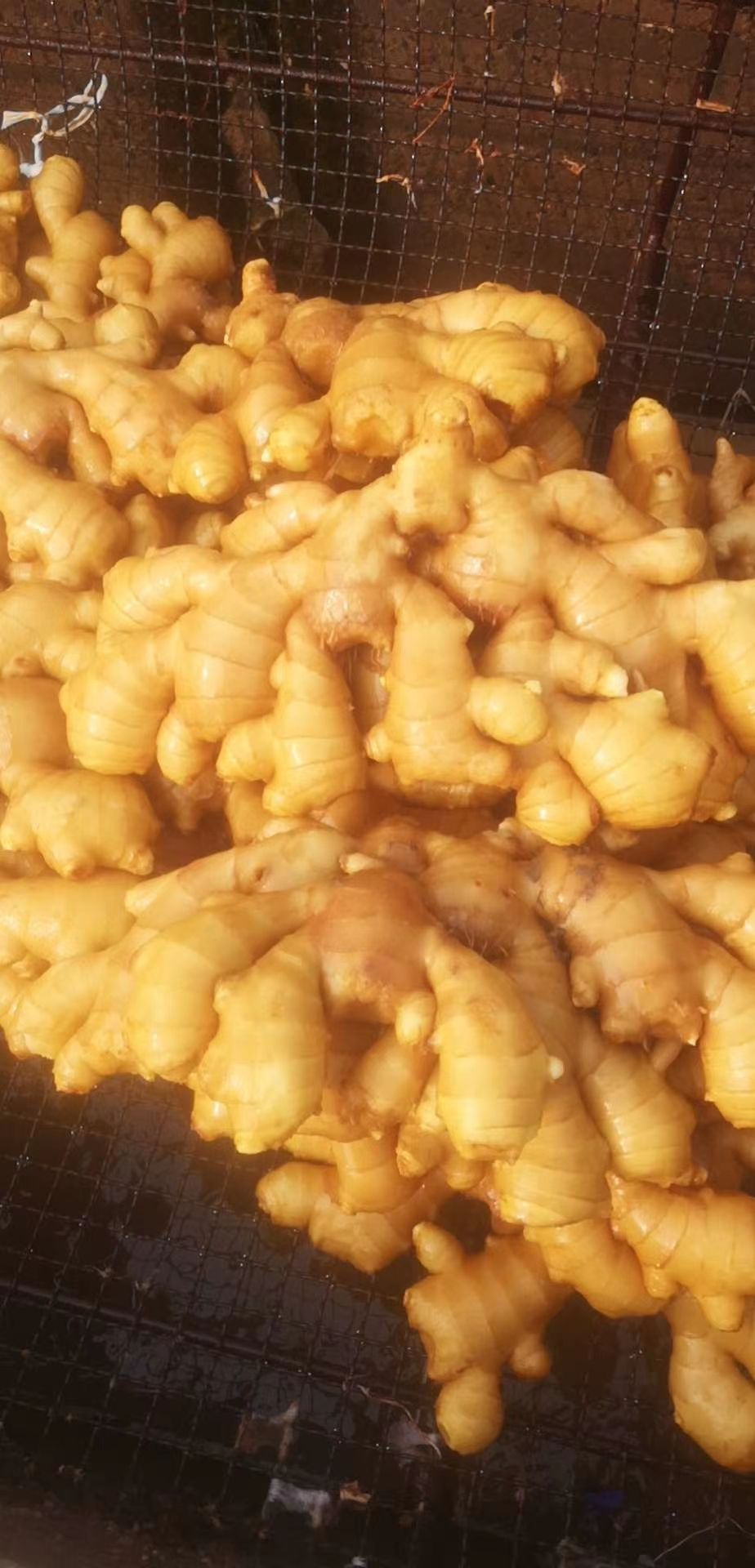 面姜 6两以上 水洗