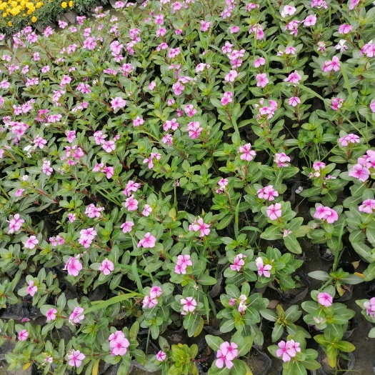 成都 成都长春花基地