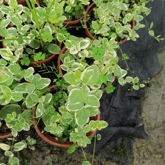 成都花叶蔓吊兰 成都郫都区花叶蔓长春