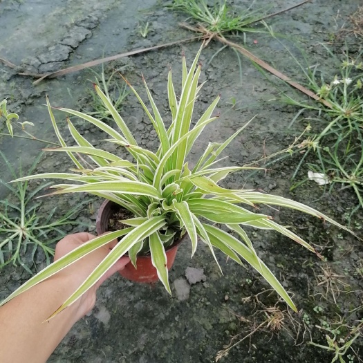 成都 成都郫都区金边吊兰基地