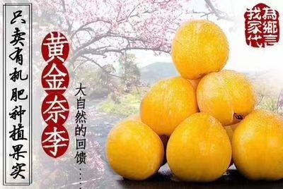 乐昌市 乐昌市九峰山黄金奈李