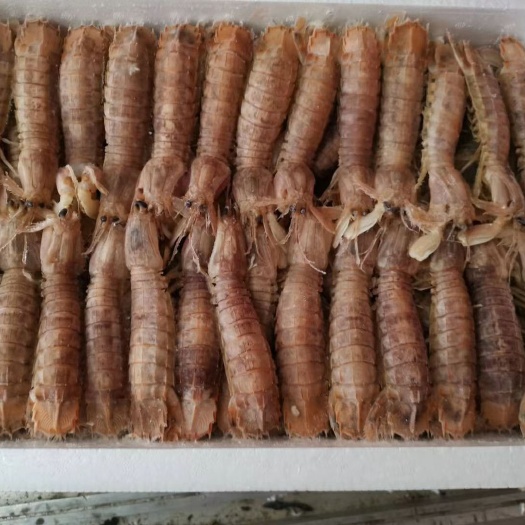 青岛特肥冷冻皮皮虾