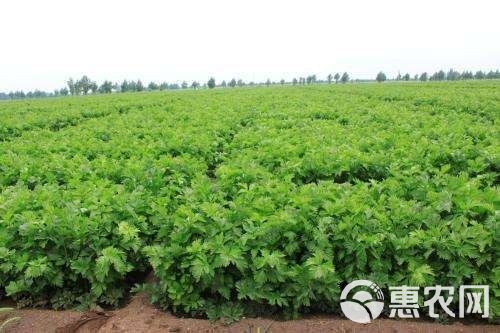 优质大西芹，大颗芹菜，食品厂直供，2-6斤，需要老板联系