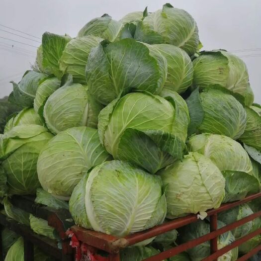 西吉县圆包菜  大包菜，铁头包上市，工厂包菜，需要联系