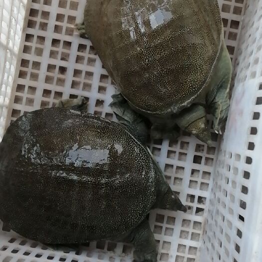 南丰县 生态养殖，十年以上老甲鱼，零售批发，要的可以联系我。
