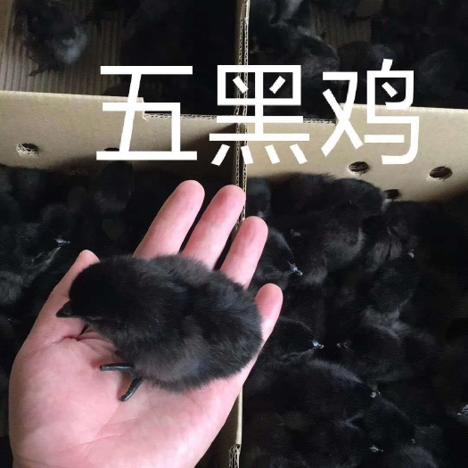 南宁五黑鸡苗 优质纯种五黑鸡，只做正品，诚信经营，质量保证