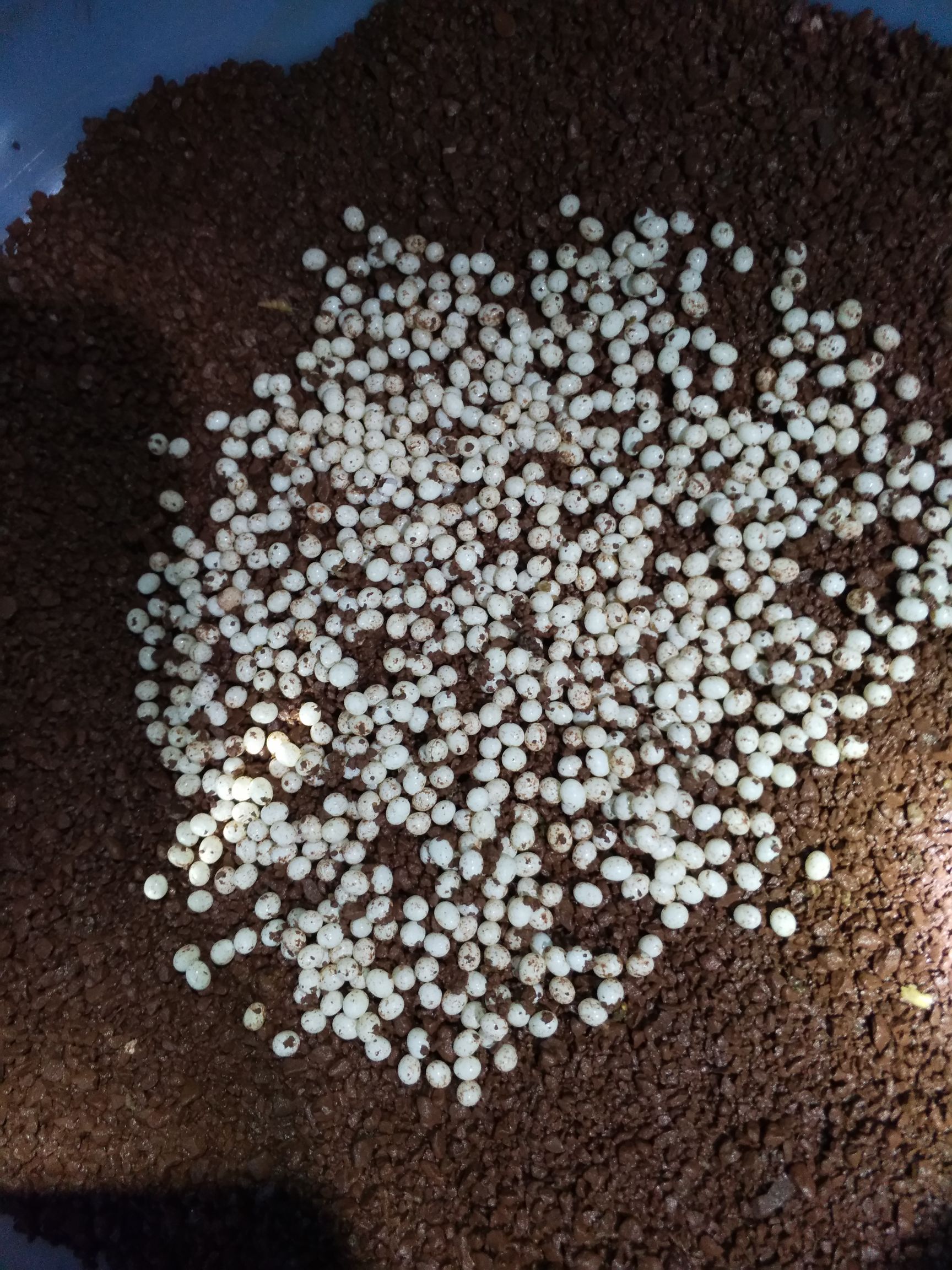 义马市玛瑙蜗牛  白玉蜗牛卵，精选蜗牛蛋。700粒左右，教孵化过程