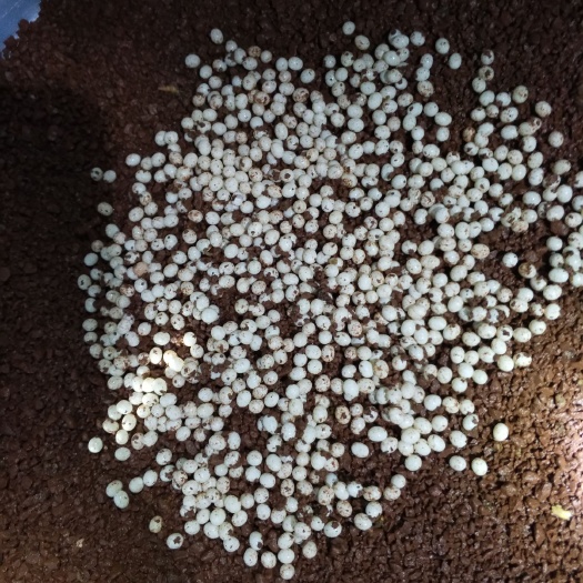 玛瑙蜗牛  白玉蜗牛卵，精选蜗牛蛋。700粒左右，教孵化过程