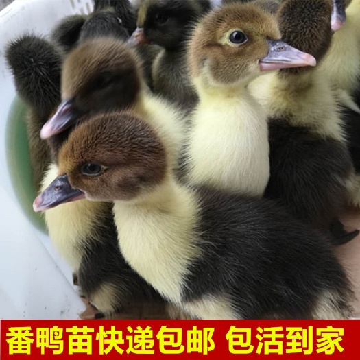 南宁大种番鸭苗 大花番鸭苗 西洋鸭苗 火鸭苗