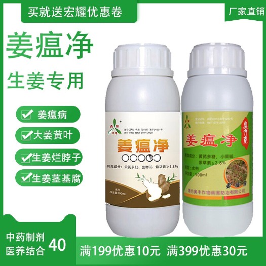 潍坊 姜瘟净生姜姜瘟病烂脖子茎基腐烂病枯萎纹枯黄叶叶枯叶斑病