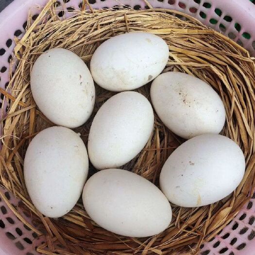 祁县 新鲜农家散养 鹅蛋  产地现发