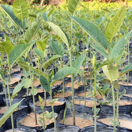 灵山县常有菠萝蜜苗 波萝密苗