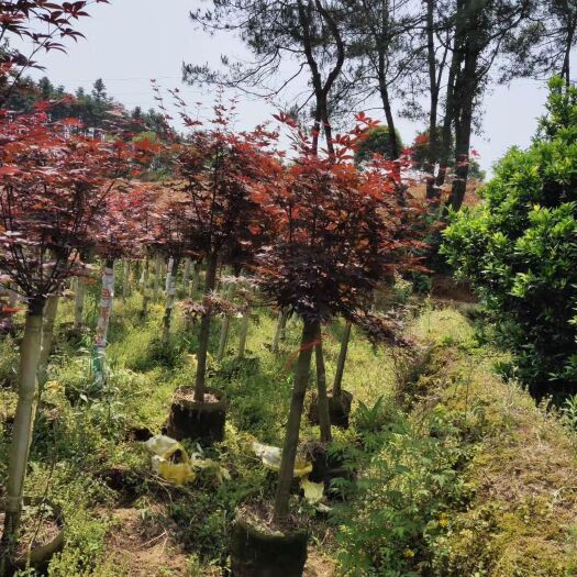 桂林日本红枫 红枫